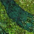 DEK 60x60 MURAL BUXUS SUGAR B 2z8 750px.jpg