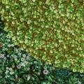 DEK 60x60 MURAL BUXUS SUGAR F 6z8 750px.jpg