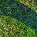 DEK 60x60 MURAL BUXUS SUGAR G 7z8 750px.jpg