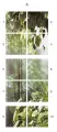 Rain-Forest-numer-.webp