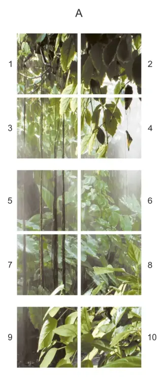 Rain-Forest-numer-.webp