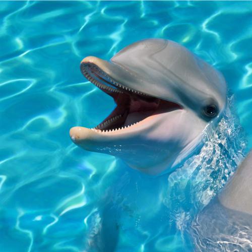 delfiny 1a.jpg