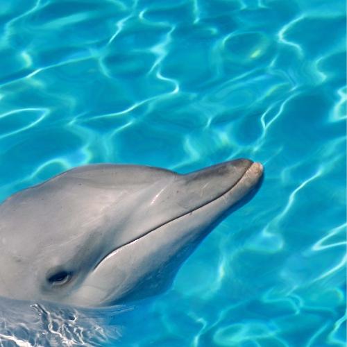 delfiny 1b.jpg
