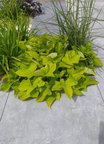 ATEM Lounge Gris 20mm