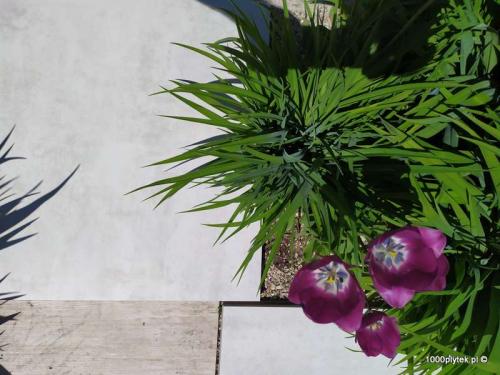 ATEM Beton Blanco 20mm