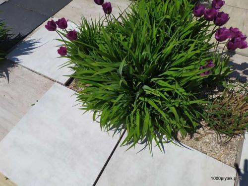 ATEM Beton Blanco gatunek I