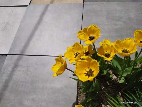 ATEM Beton Grey 20mm